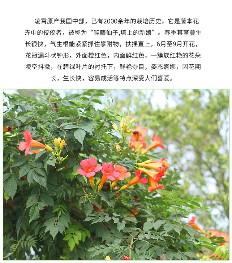 芜湖凌霄苗批发(图6)